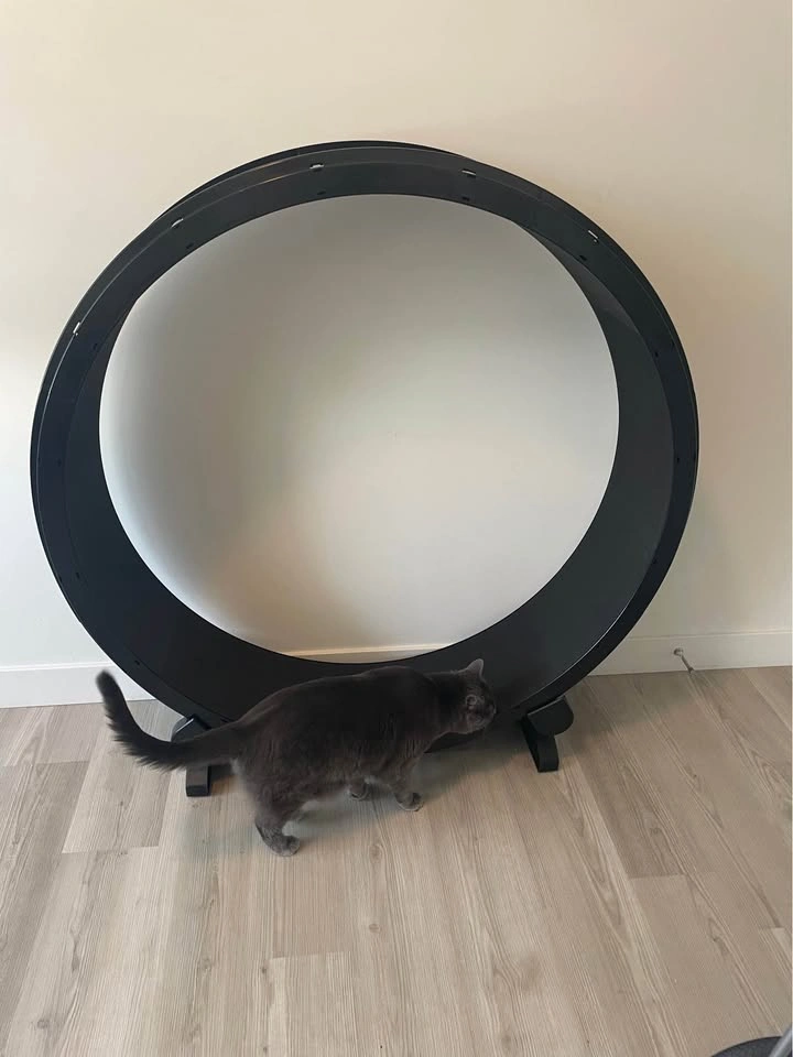 Cat exercise wheel - photo 5