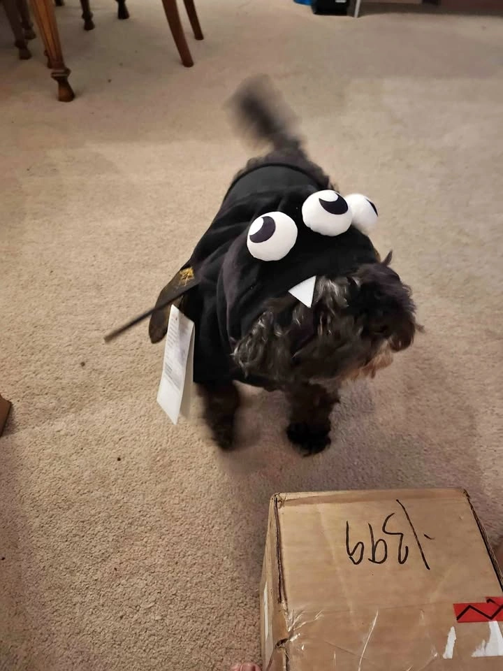 Dog Halloween costume