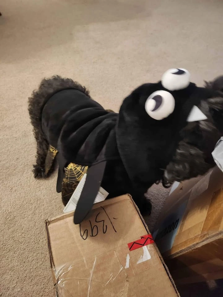 Dog Halloween costume - photo 2