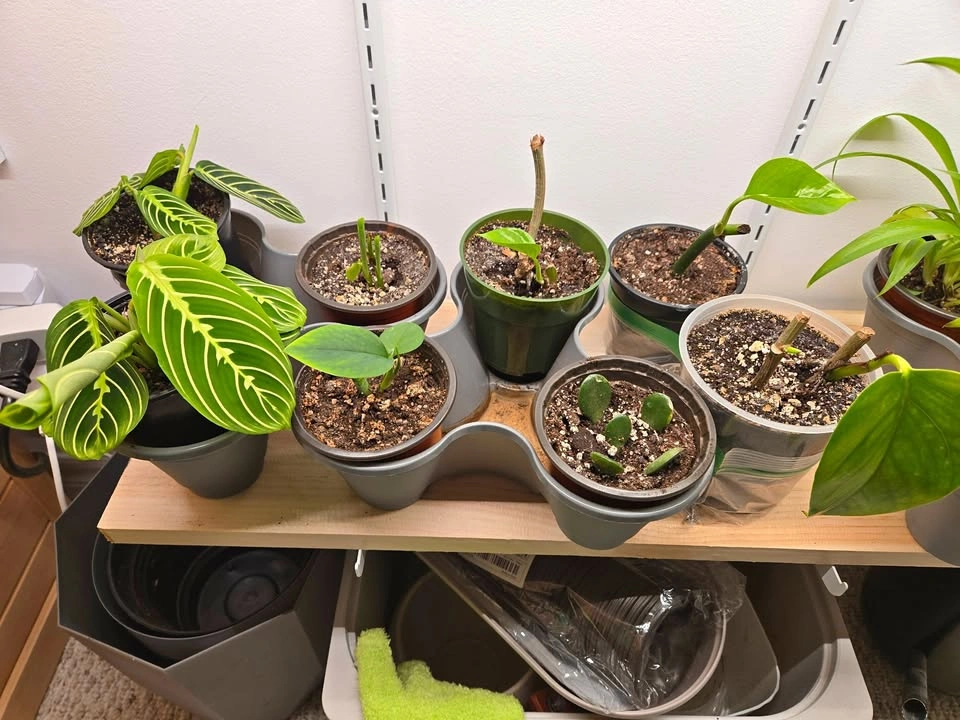 Houseplant babies! (Prayer Plant, Pothos, Spider)