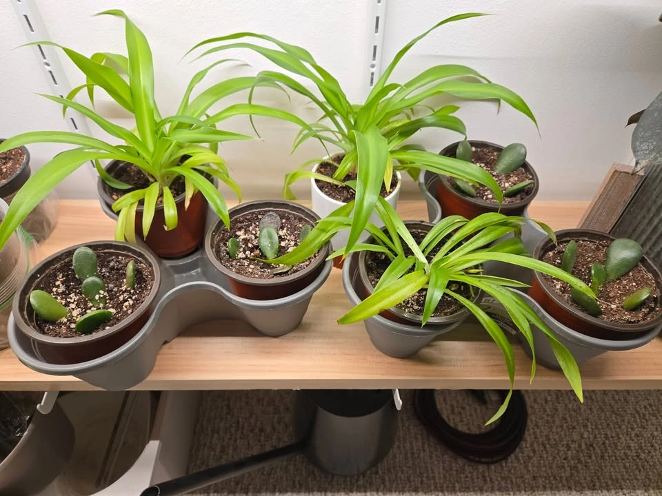 Houseplant babies! (Prayer Plant, Pothos, Spider) - photo 2