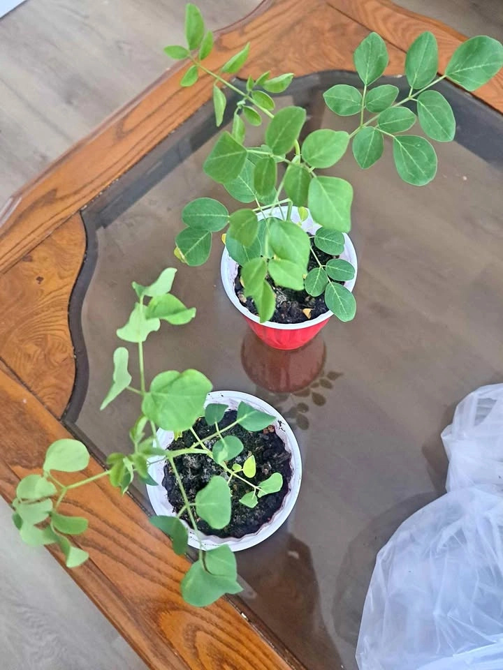 Moringa plant tree and various seeds