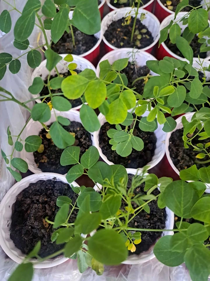 Moringa plant tree and various seeds - photo 2