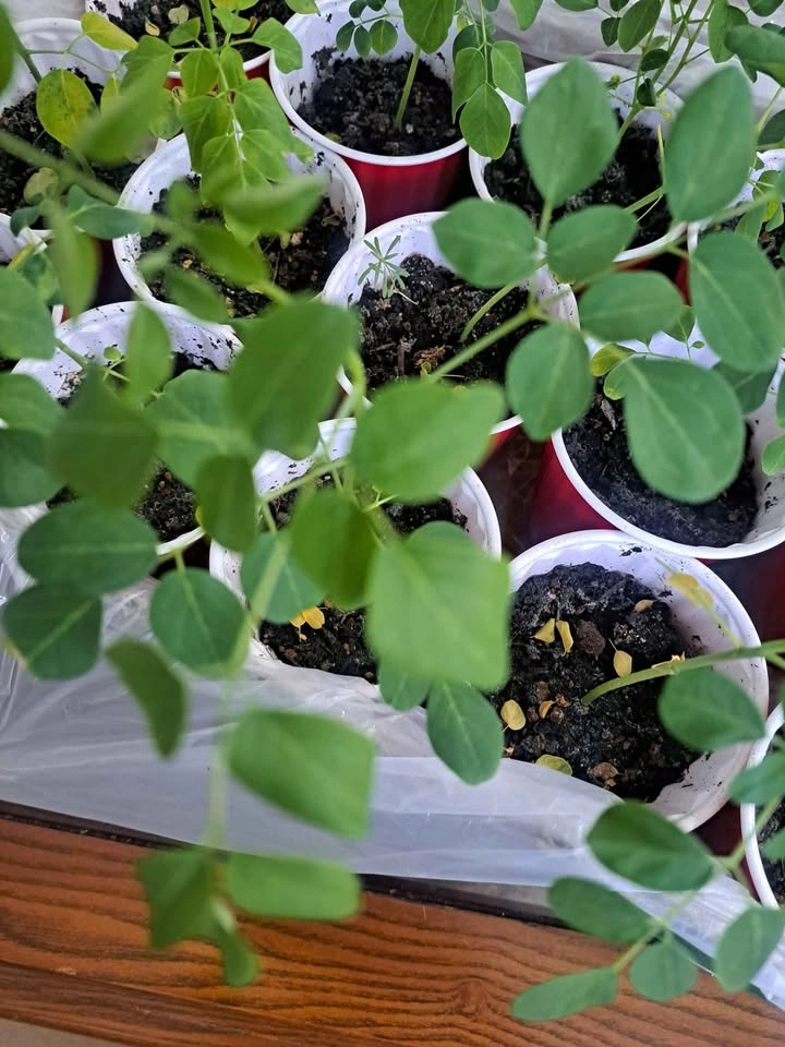 Moringa plant tree and various seeds - photo 3
