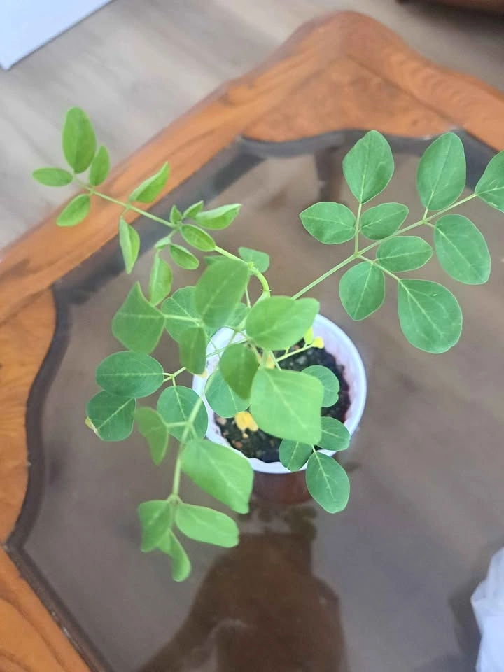 Moringa plant tree and various seeds - photo 4