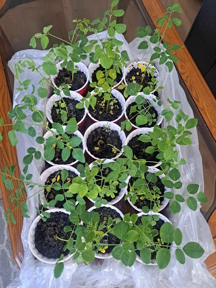 Moringa plant tree and various seeds - photo 5