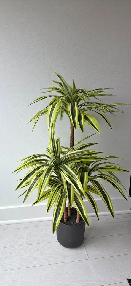 Large indoor plant