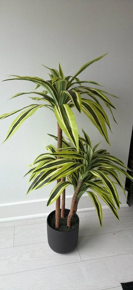 Large indoor plant - photo 2