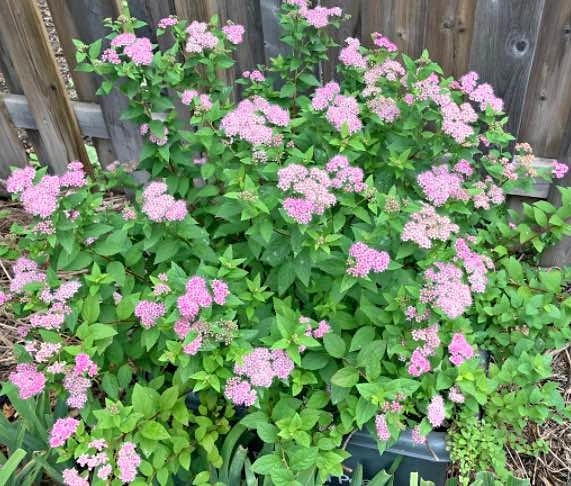 Japanese spirea (Spiraea japonica) in Mississauga