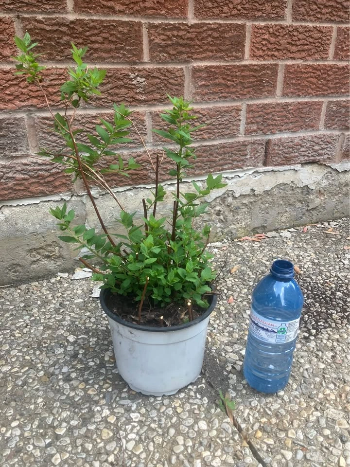 Japanese spirea (Spiraea japonica) in Mississauga - photo 2