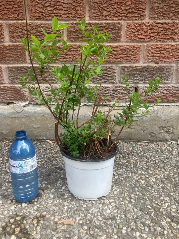 Japanese spirea (Spiraea japonica) in Mississauga - photo 3