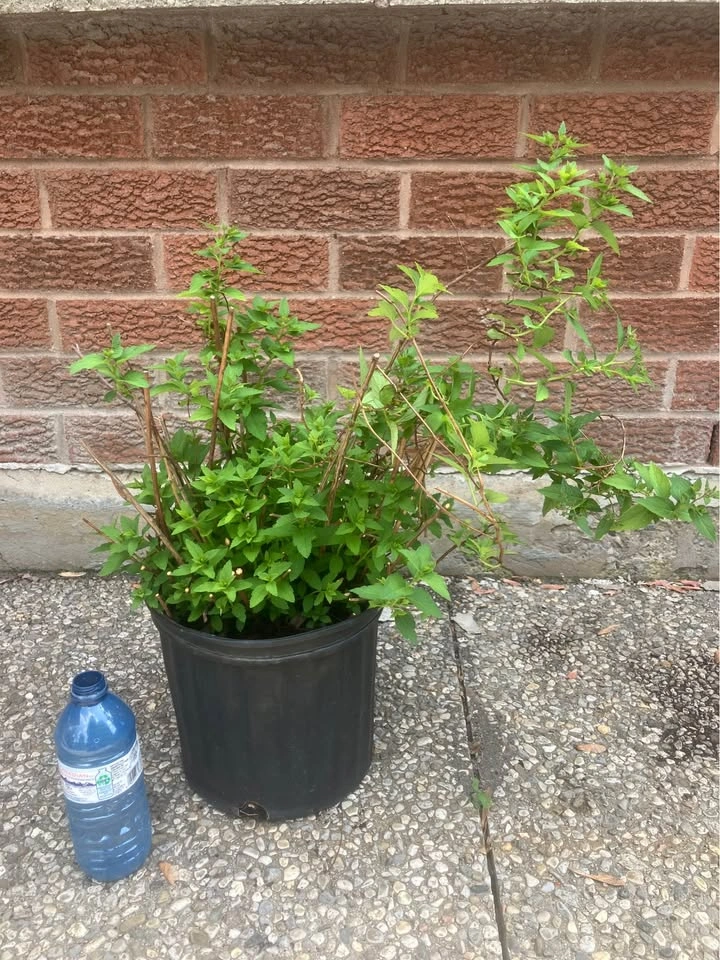 Japanese spirea (Spiraea japonica)@Mississauga - photo 2