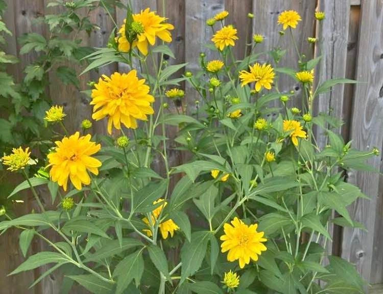 Double False Sunflower (Perennial) - Mississauga