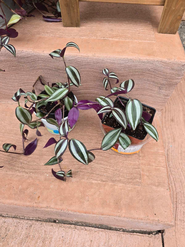 Tradescantia Zebrina Plant