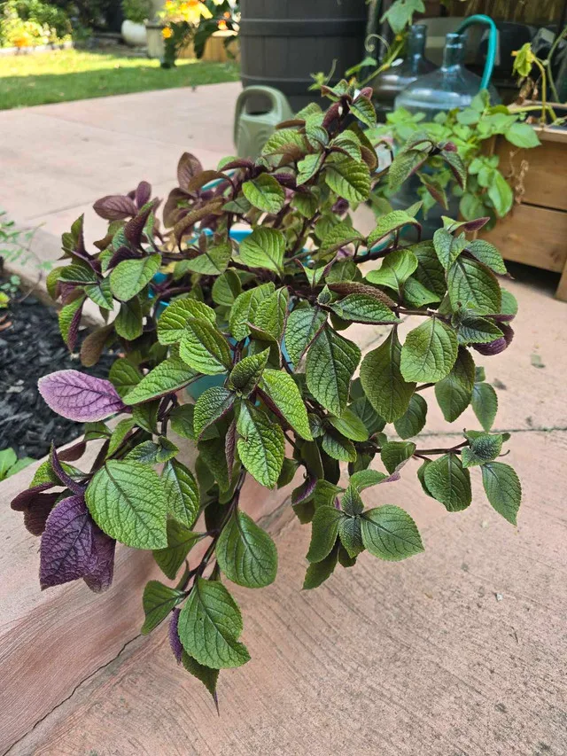 Plectranthus Mona Lavender image indicator(2)