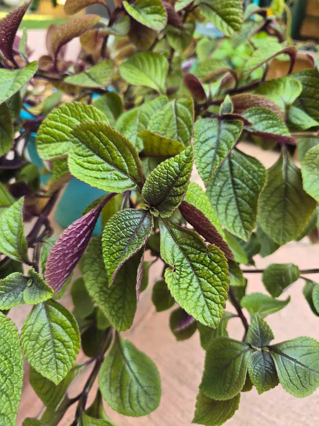 Plectranthus Mona Lavender image indicator(3)