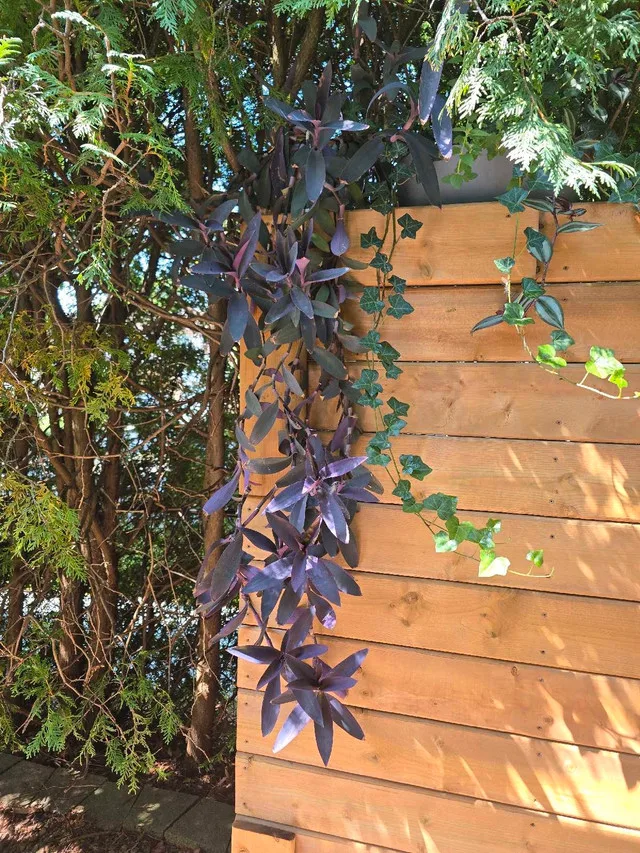 Purple Heart Plant thumbnail