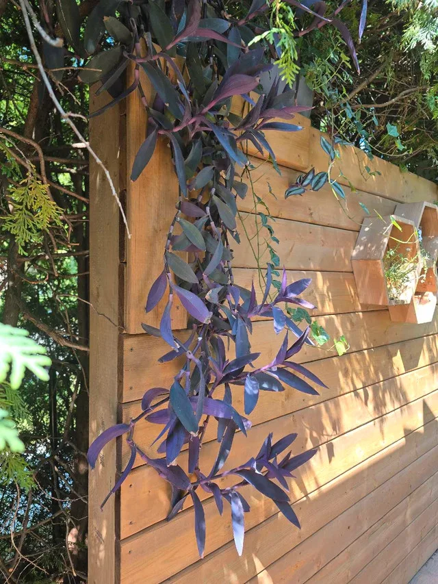 Purple Heart Plant image indicator(2)