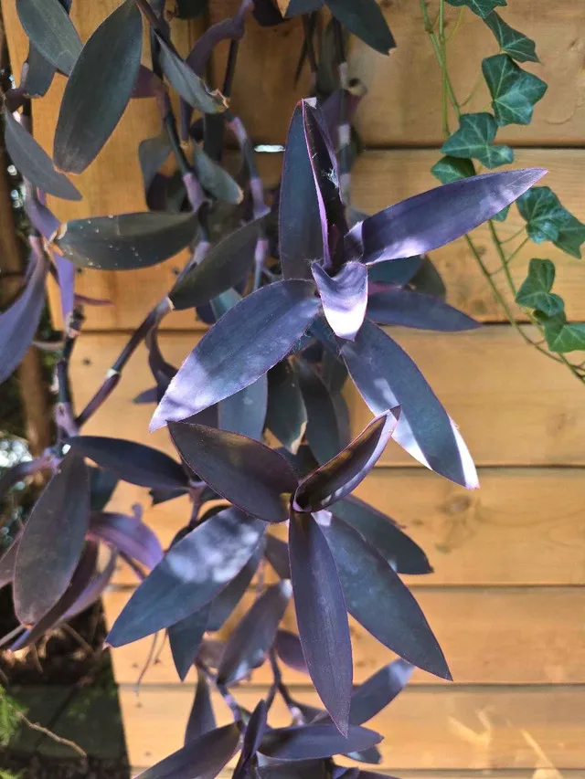 Purple Heart Plant image indicator(3)