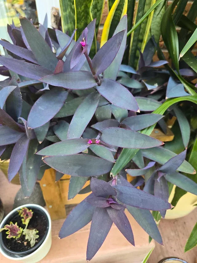 Wandering Jew Plant thumbnail