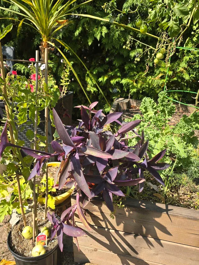 Wandering Jew Plant image indicator(2)