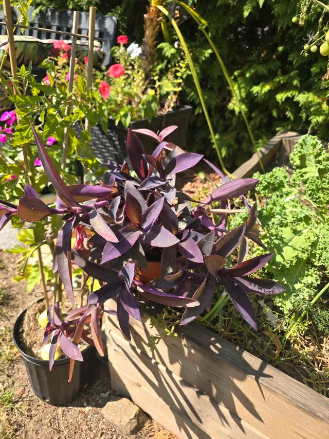Wandering Jew Plant image indicator(3)