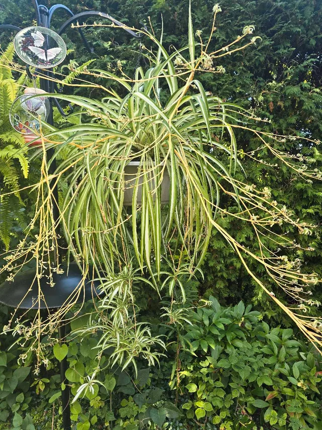Spider Plant thumbnail