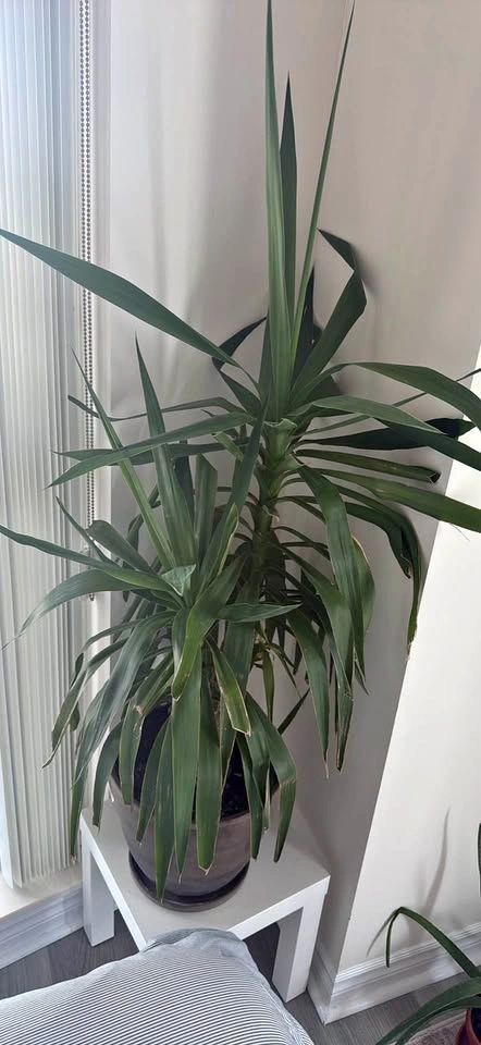 Large Yucca plant