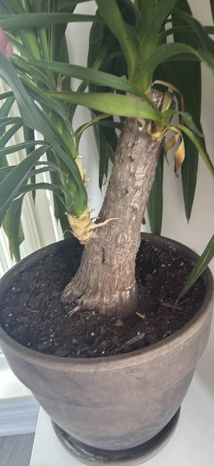 Large Yucca plant - photo 2