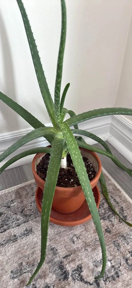 Aloe Vera Plant in Pot
