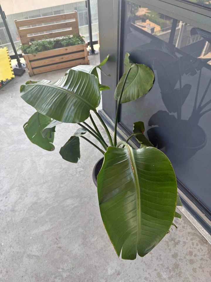 Large Bird of Paradise Plant