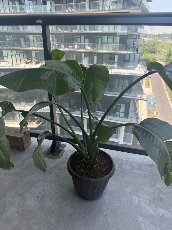 Large Bird of Paradise Plant - photo 2