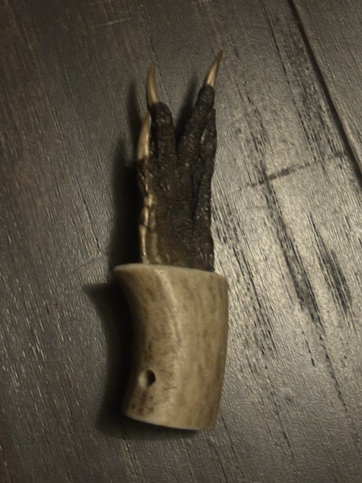 Alligator Claw In Bone (small!) - photo 3