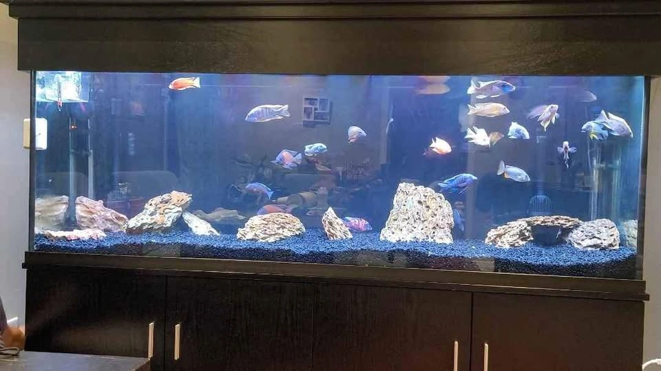135 Gallon Seapora Aquarium (No Fish)