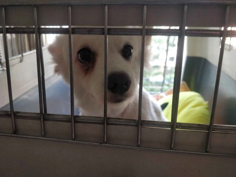 Pet Travel Carrier - photo 5