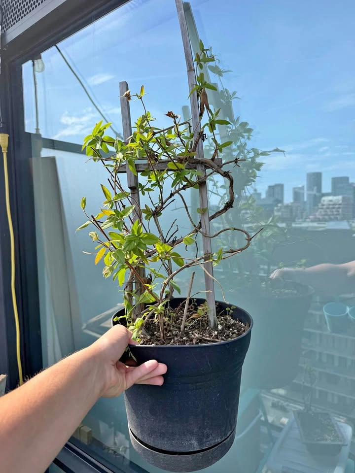 Potted climbing plant. Honeysuckle