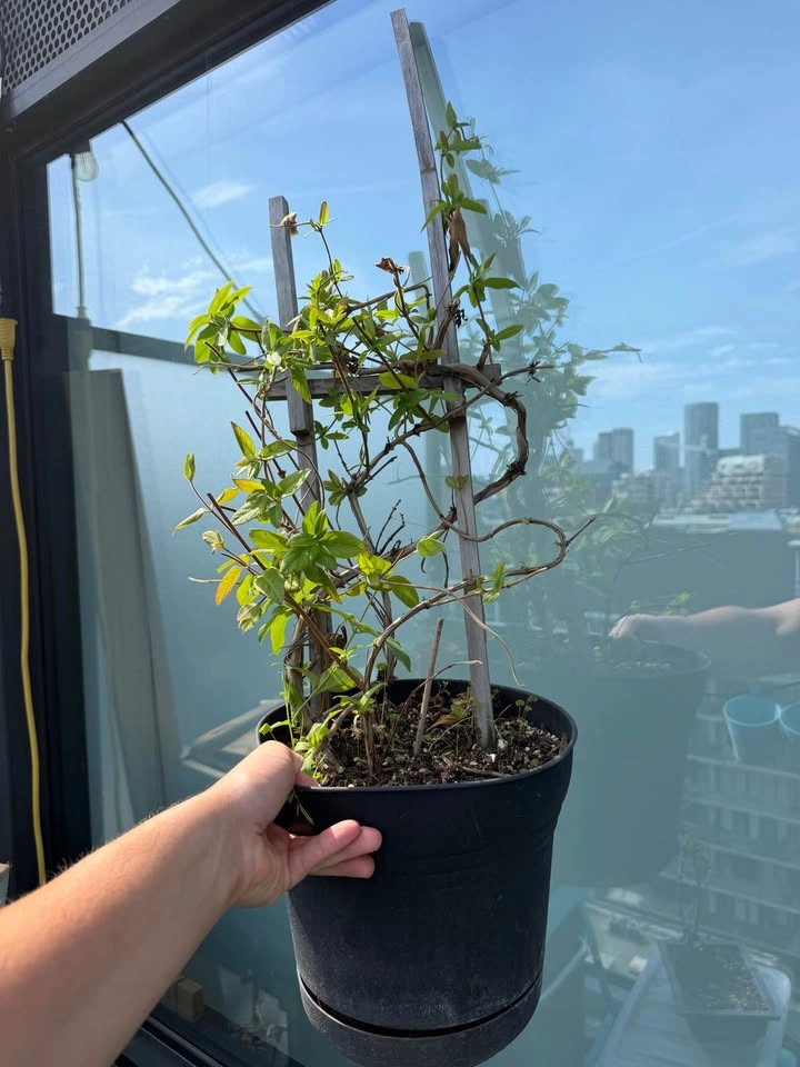 Potted climbing plant. Honeysuckle - photo 2