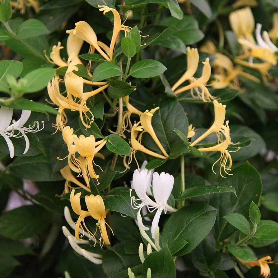 Potted climbing plant. Honeysuckle - photo 3