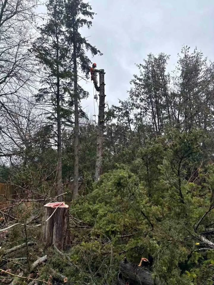 Tree cutting service