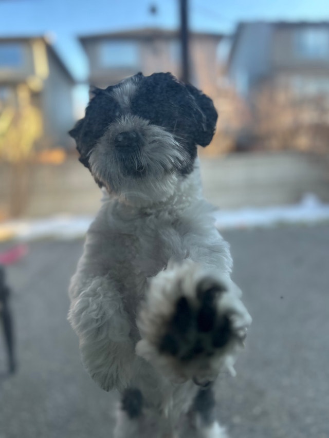 Dog poop cleaning