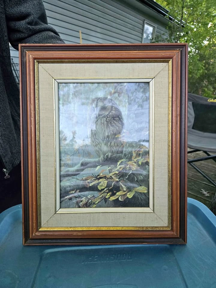 Owl Picture/Frame