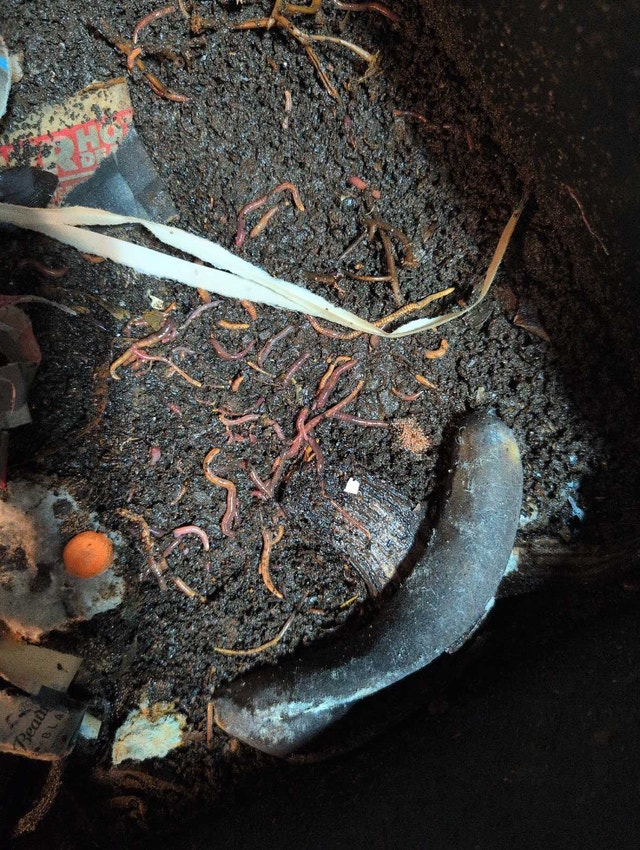 RED WIGGLER WORM BIN WITH WORMS