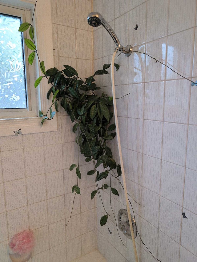 HOUSE PLANTS