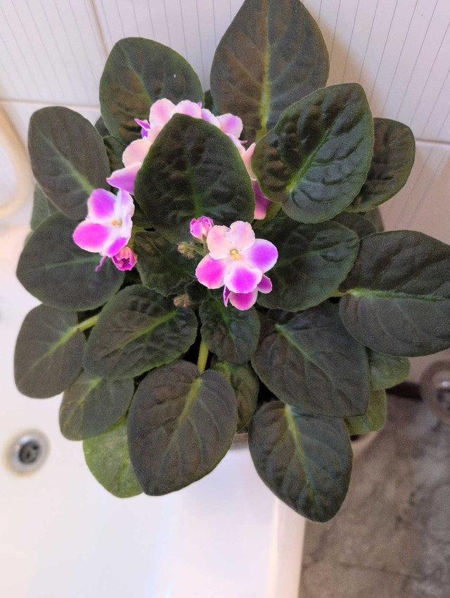 HOUSE PLANTS - photo 2
