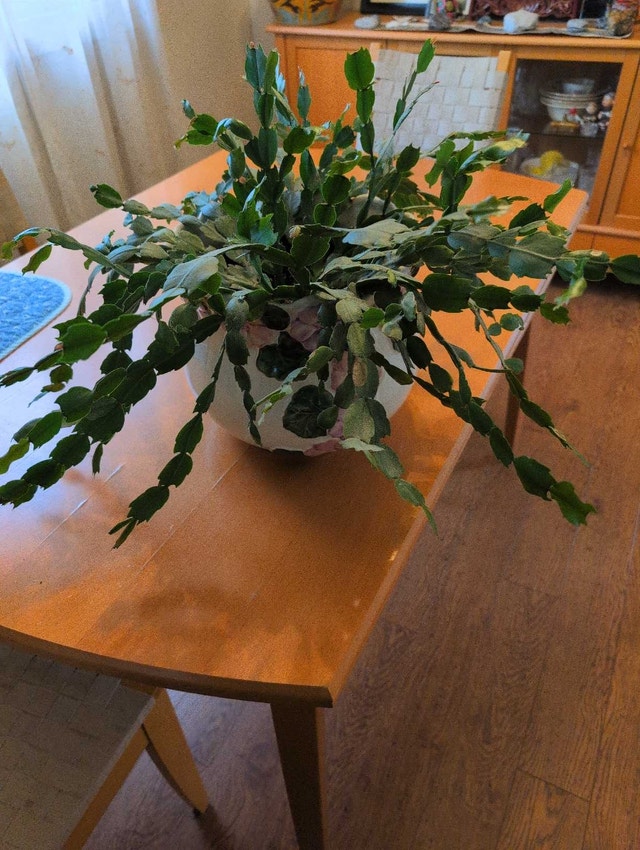 HOUSE PLANTS - photo 3