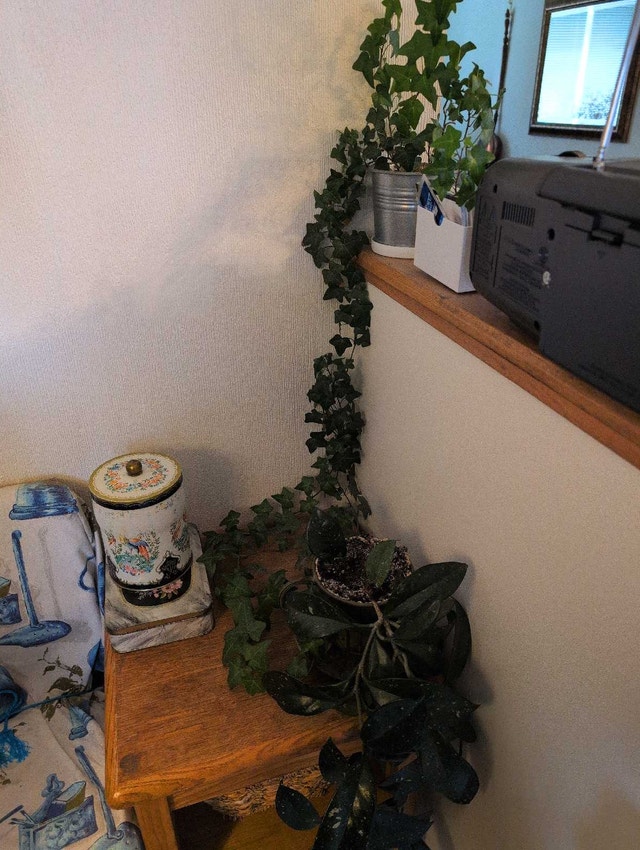 HOUSE PLANTS - photo 4