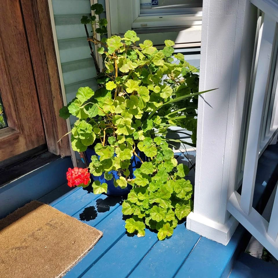 Magnificent and gigantic geranium in a blue pot