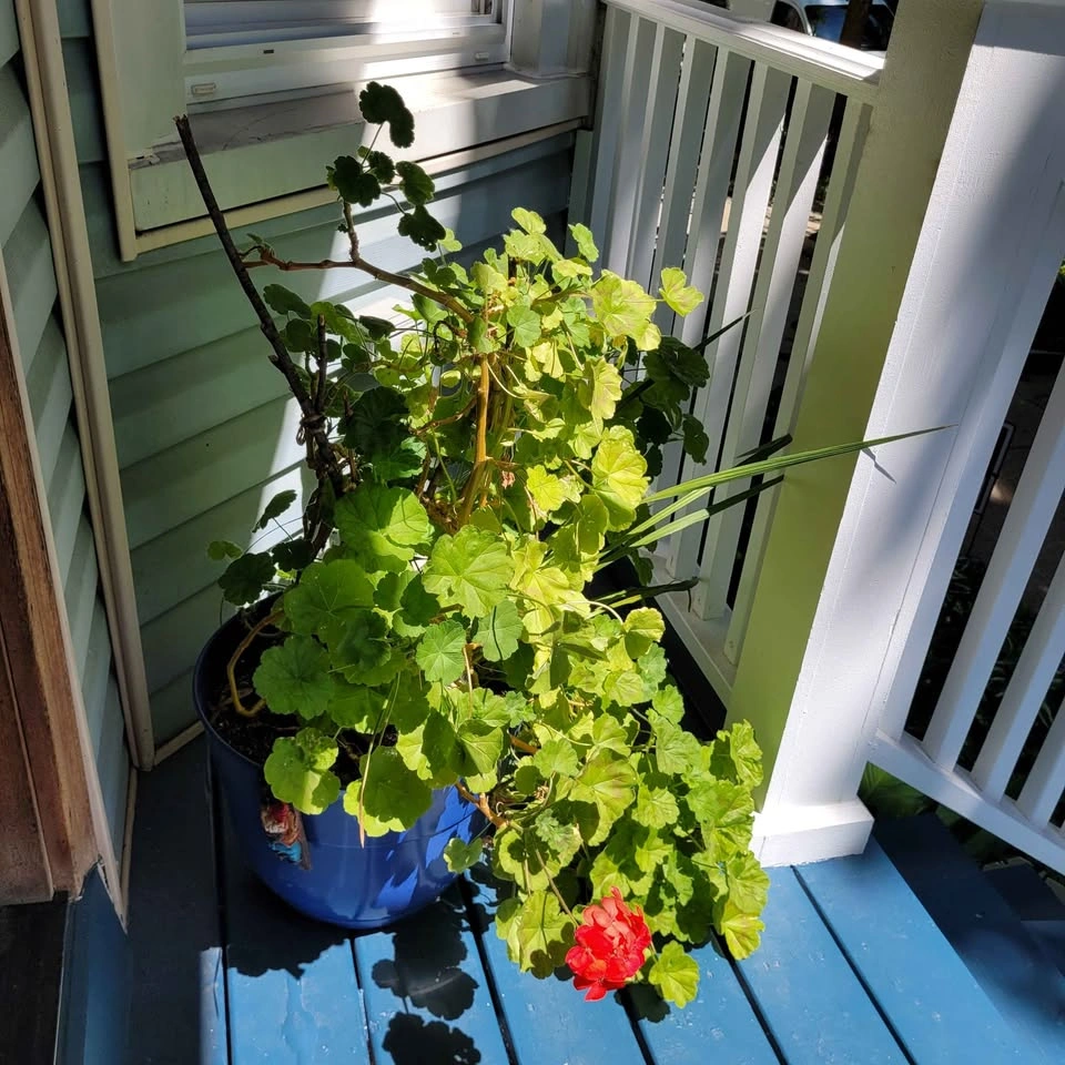 Magnificent and gigantic geranium in a blue pot - photo 2