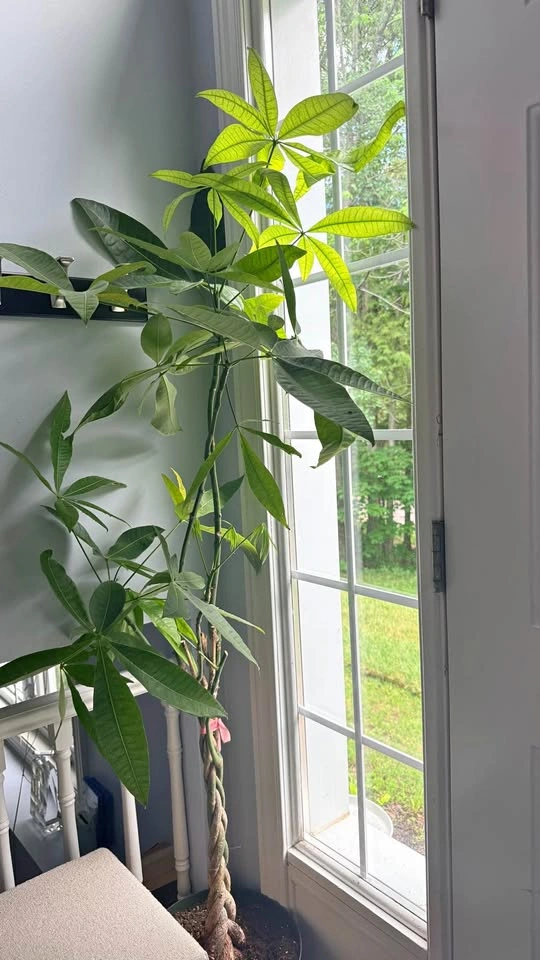 Money Tree Plant with Braided Trunk