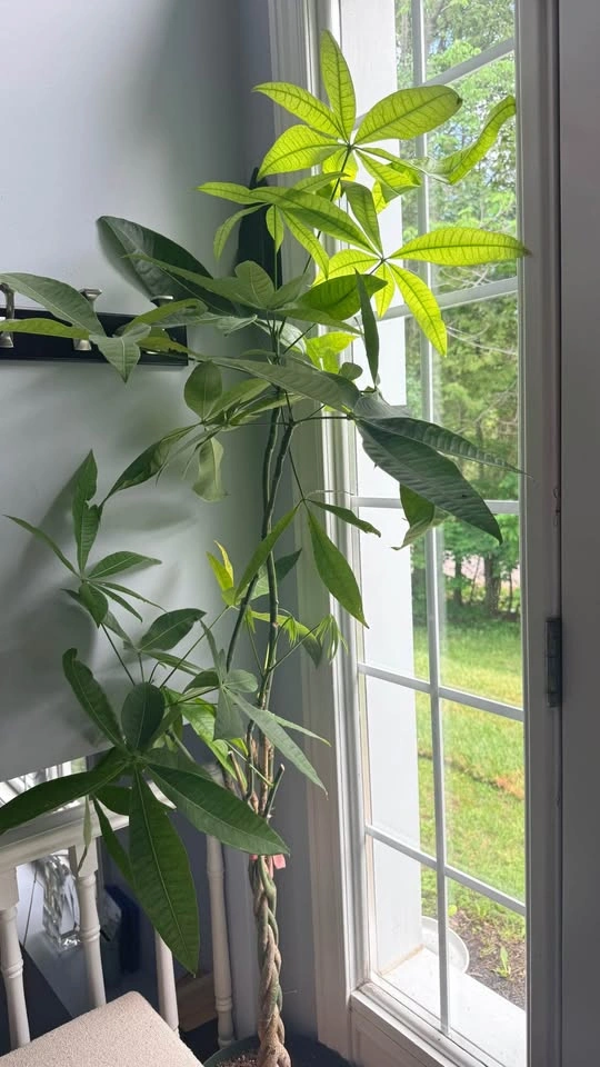 Money Tree Plant with Braided Trunk - photo 2
